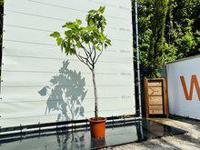 Vijgenboom - Ficus Carica - thumbnail