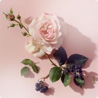 Elie Saab Girl of Now Forever Eau de Parfum 30ml - thumbnail