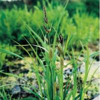 Oeverzegge (Carex riparia) moerasplant (6-stuks) - thumbnail