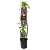 Grootbloemige Clematis So Many Purple Flowers PBR 120 cm klimplant - thumbnail