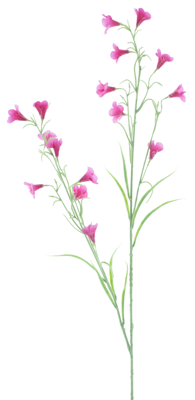 Campanula spray Reeva aubergine 105cm