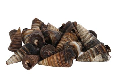 Schelp kegel Telescopium