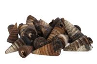 Schelp kegel Telescopium - thumbnail