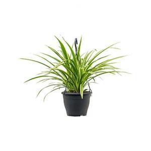 Chlorophytum irse hangplant Chlorophytum irse hangplant