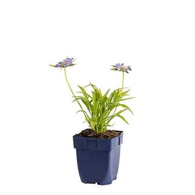 Scabiosa caucasica vaste plant Griffioen - Griffioen