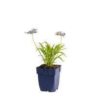 Scabiosa caucasica vaste plant Griffioen - Griffioen - thumbnail