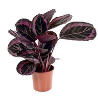 Calathea Roseopicta Dottie - P 14 cm - thumbnail