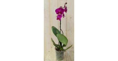 Vlinderorchidee Tak roze 60 cm Phalaenopsis Warentuin Natuurlijk - Warentuin natuurlijk