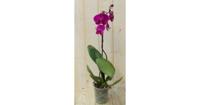 Vlinderorchidee Tak roze 60 cm Phalaenopsis Warentuin Natuurlijk - Warentuin natuurlijk - thumbnail