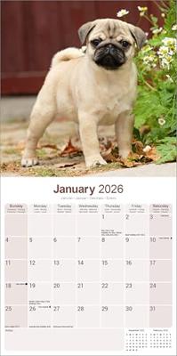 Mopshond Kalender 2026 Mopshond Kalender 2026