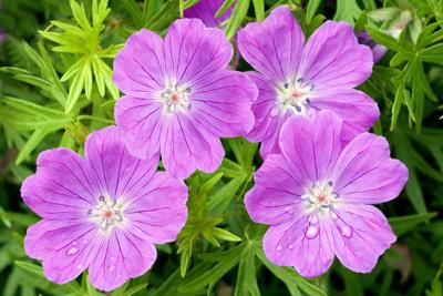 Ooievaarsbek Ooievaarsbek