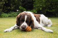 Beeztees Sumo Play Dental M Oranje - thumbnail