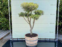 Olijfboom Pon Pon - Olea Europaea