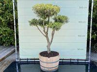 Olijfboom Pon Pon - Olea Europaea - thumbnail