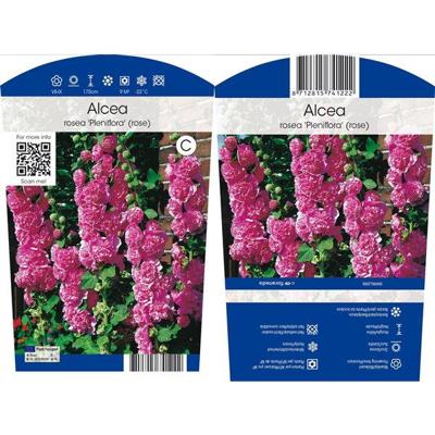 Alcea rosea Pleniflora Rose vaste plant Griffioen - Griffioen