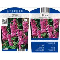 Alcea rosea Pleniflora Rose vaste plant Griffioen - Griffioen - thumbnail