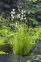 Waterplant Eriophorum angustifolium - thumbnail