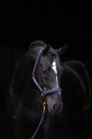 Kerbl Halfter Topline, Navy, Pony, 3224611 - thumbnail
