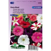 Lage petunia bloemzaden – Choice mixed - thumbnail