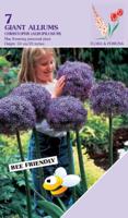 Allium Christophii 7 bollen - thumbnail