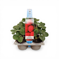 Aardbeien Fragaria x Ananassa Sengana - thumbnail