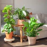 Luchtzuiverende Plantenbox - Groot (3 stuks) - thumbnail