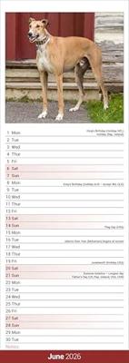 Greyhound Slim Calendar 2026 Dog Breed Slimline Calendar - 12 Month
