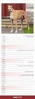 Greyhound Kalender 2026 Slimline - thumbnail