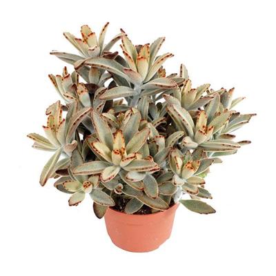 Kalanchoe Tomentosa - P 12 cm