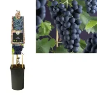 Klimplant Vitis Boskoop Glory - Blauwe Druiven - thumbnail