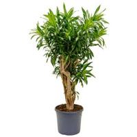 Dracaena Pleomele song of jamaica L kamerplant - thumbnail