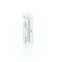 Homeoden Heel Crataegus oxyacantha D6 6 Gram - thumbnail