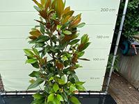 Magnolia Grandiflora Gallisoniensis - hoogte 200 cm - thumbnail