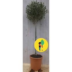 Olijfboom Olea stamhoogte 50 cm en boomhoogte 100 cm Warentuin Natuurlijk - Warentuin natuurlijk Olijfboom Olea stamhoogte 50 cm en boomhoogte 100 cm Warentuin Natuurlijk - Warentuin natuurlijk