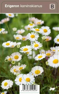 V.I.P.S. Erigeron karvinskianus - fijnstraal p9 V.I.P.S. Erigeron karvinskianus - fijnstraal p9
