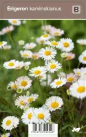 V.I.P.S. Erigeron karvinskianus - fijnstraal p9 - thumbnail