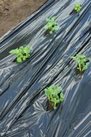 Nature kweekfolie aardappelen zwart 0.95x10 m - thumbnail