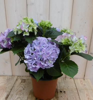 Hortensia Hydrangea Blauw 30 - 40 cm 4 tot 6 bloemen Warentuin Warentuin Natuurlijk - Warentuin natuurlijk