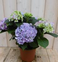 Hortensia Hydrangea Blauw 30 - 40 cm 4 tot 6 bloemen Warentuin Warentuin Natuurlijk - Warentuin natuurlijk - thumbnail