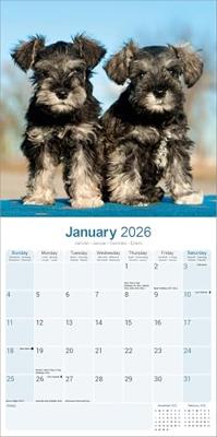 Schnauzer Kalender 2026
