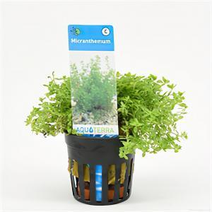 Micranthemum micranthemoides - 6 stuks - aquarium plant Micranthemum micranthemoides - 6 stuks - aquarium plant