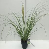 Dwergpampasgras (Cortaderia selloana "Mini Pampas") siergras - In 5 liter pot - 1 stuks - thumbnail