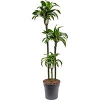 Dracaena dorado M kamerplant - thumbnail