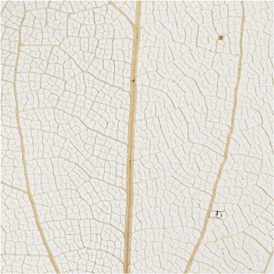 Creativ Company Skeleton leaves , l: 4,5-8 cm, naturel, 20 stuk/ 1 doos Creativ Company Skeleton leaves , l: 4,5-8 cm, naturel, 20 stuk/ 1 doos