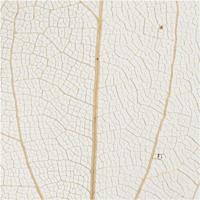 Creativ Company Skeleton leaves naturel gedroogde bladeren, 20st. - thumbnail