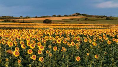 Zonnebloemen veld 130x70cm Tuinschilderij Customize-it - Customize it