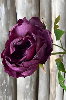 Enkele donkerpaarse pioenroos Buitengewoon de Boet - Buitengewoon de boet