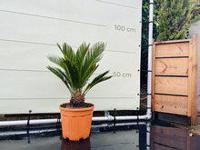 Palmboom - Cycas Revoluta - thumbnail