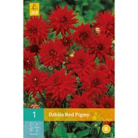Dahlia Red pigmy - thumbnail