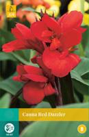 Canna red dazzler - thumbnail